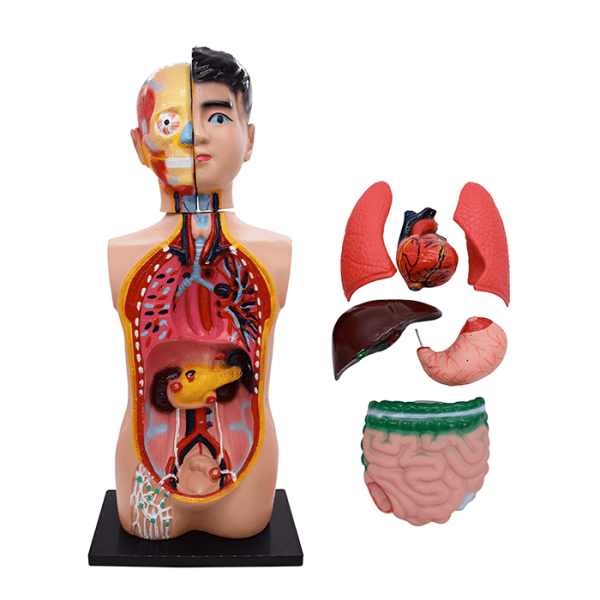 Модель «Торс человека», 65 см